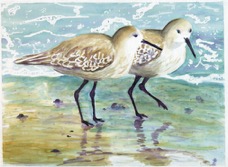 sanderlings.jpg