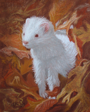 Anna Marie ferret portrait.jpg