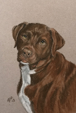 Diana Krut dog portrait Batman IMG_7220.jpg