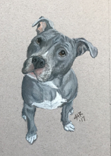 Diana Krut dog portrait Stormy IMG_7221.jpg