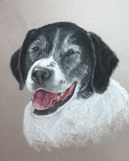 Kathy Harper dog portrait Patches IMG_6985.jpg