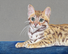 Katie Heritage cat portrait Grendal.jpg