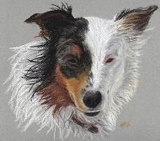 Kim Cooper Dog portrait Chase.jpg