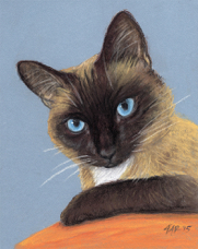 sally bowen cat portrait Dante.jpg
