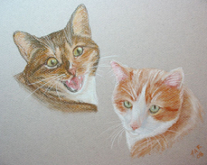 Stacie Cole 2 cats portrait IMG_0005.jpg